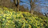 Frühlingserwachen im Kastanienhain