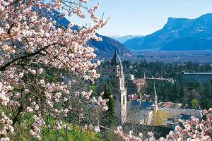 Merano: mandorli in fiore sulla passeggiata Tappeiner