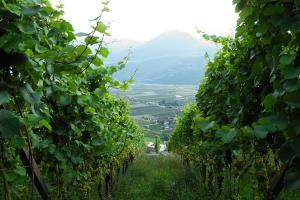 Weingut Pflanzer Hof