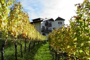 Weinberge am Pflanzer Hof