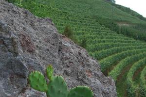 Grazie al clima mediterraneo qui crescono anche i cactus