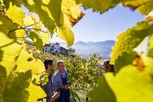 Weinberge vom Pflanzer Hof in Burgstall