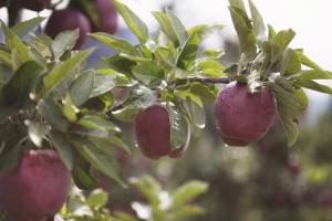 Raccolta delle mele da agosto a novembre 