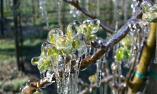 Fiori congelati a primavera