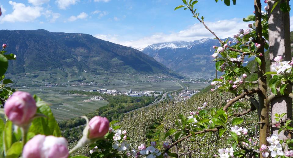 Der Pflanzer Hof in Burgstall vom Frühling bis Sommer