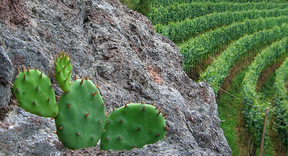 Maso vinicolo Pflanzer Hof a Postal - Merano e dintorni