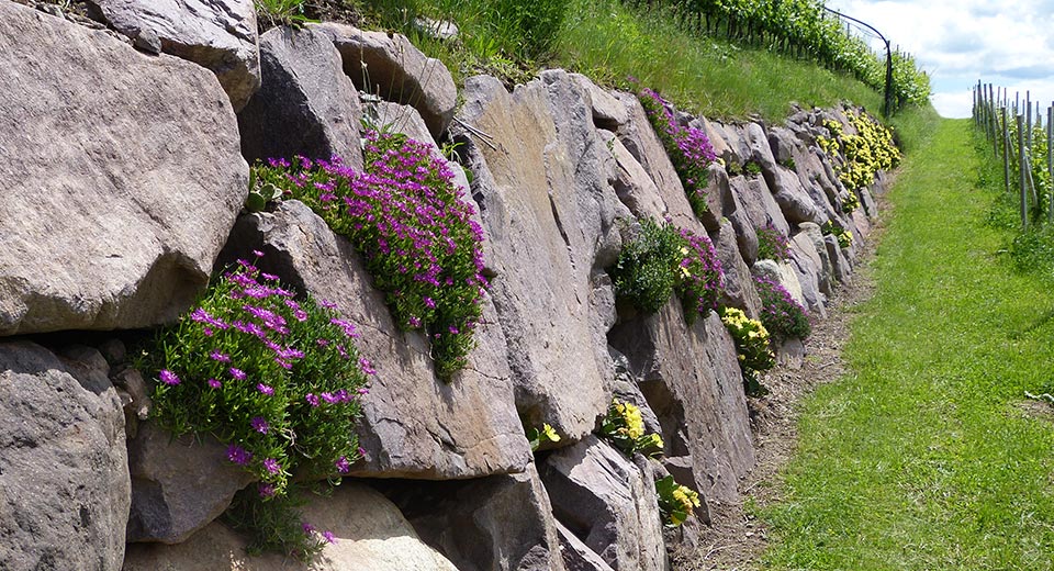 Dank des mediterranen Klimas wachsen bei viele Blumen