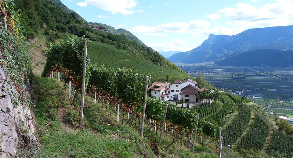 Ausblick über das Weingut Pflanzer Hof in Burgstall