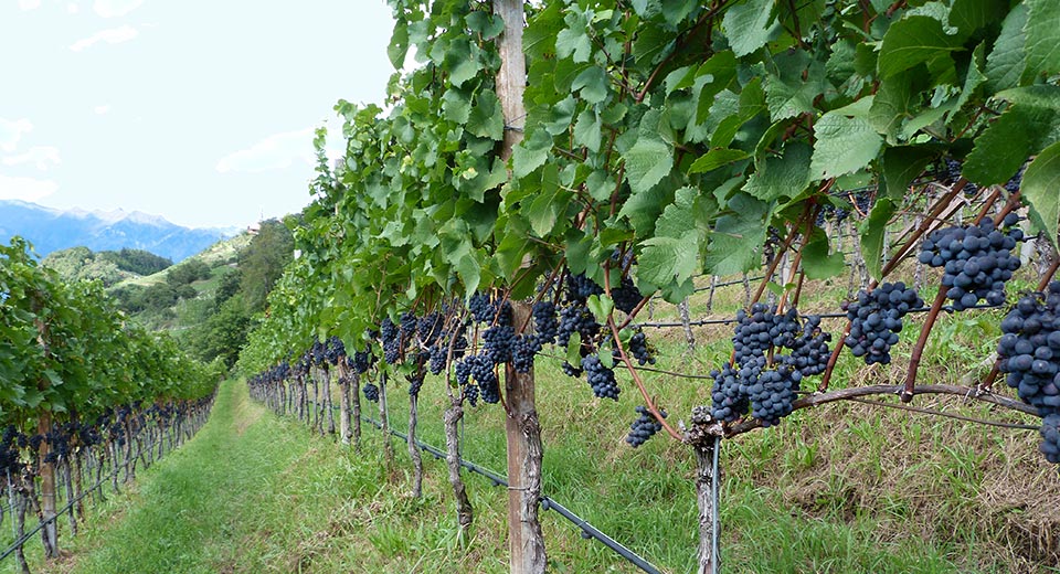 Freizeittipps in Südtirol: Weinverkostung und Törggelen am Pflanzer Hof